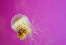 ocean nature jellyfish underwater sealife pink background 1920x1200 wallpaper Art HD Wallpaper